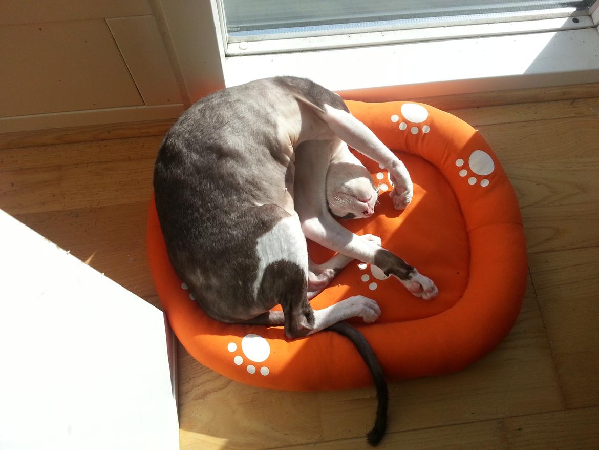 Cornish Rex DK Løveid Go for Baroque "Mew" - Yoga billede 13