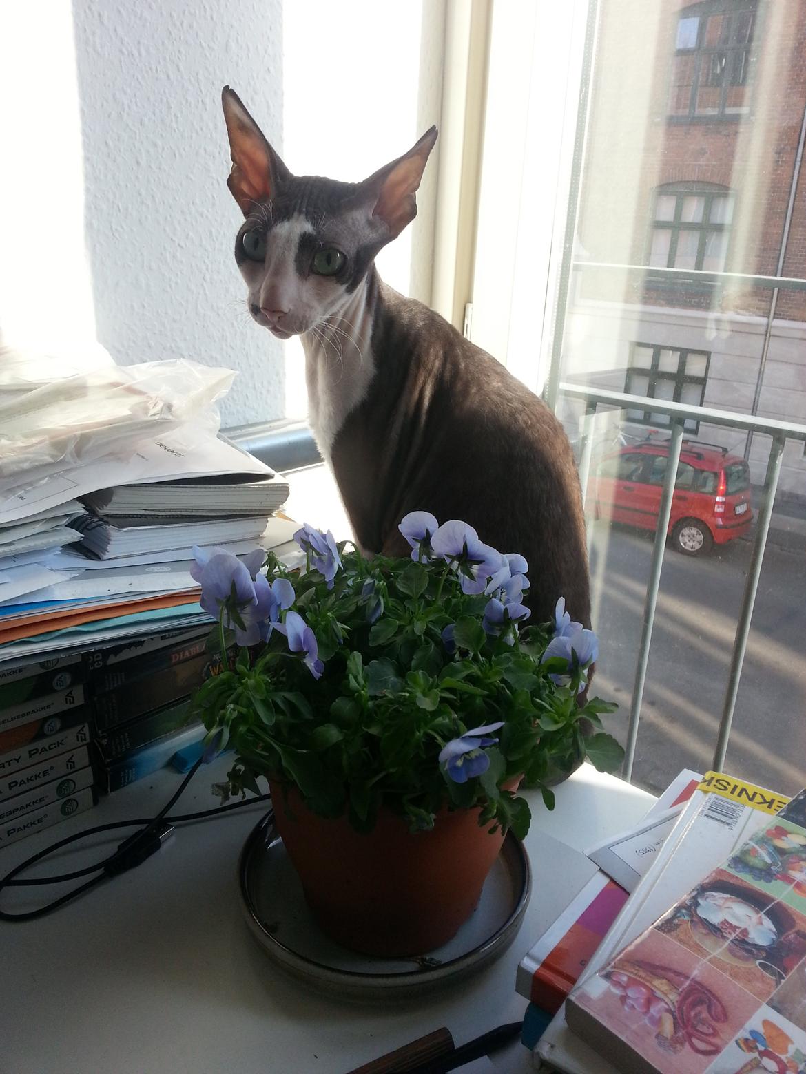 Cornish Rex DK Løveid Go for Baroque "Mew" - "Hvad var det!?" billede 14