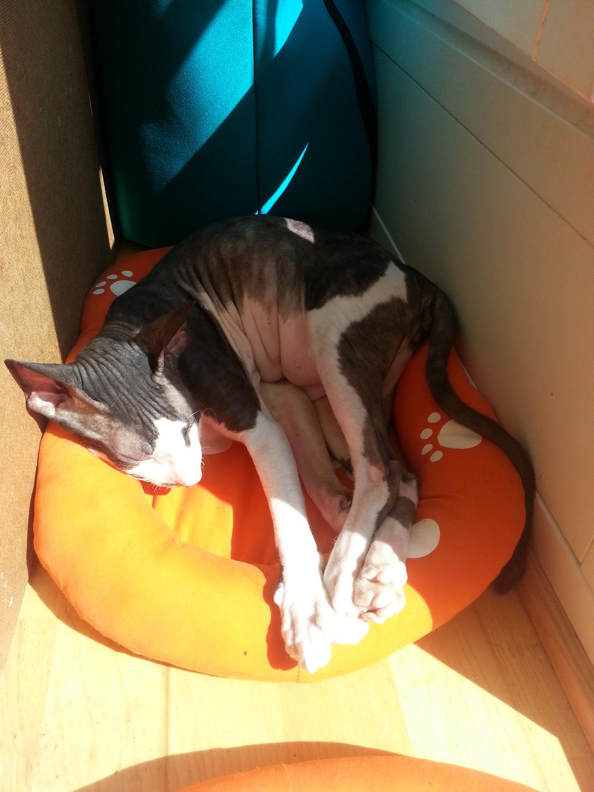 Cornish Rex DK Løveid Go for Baroque "Mew" billede 15