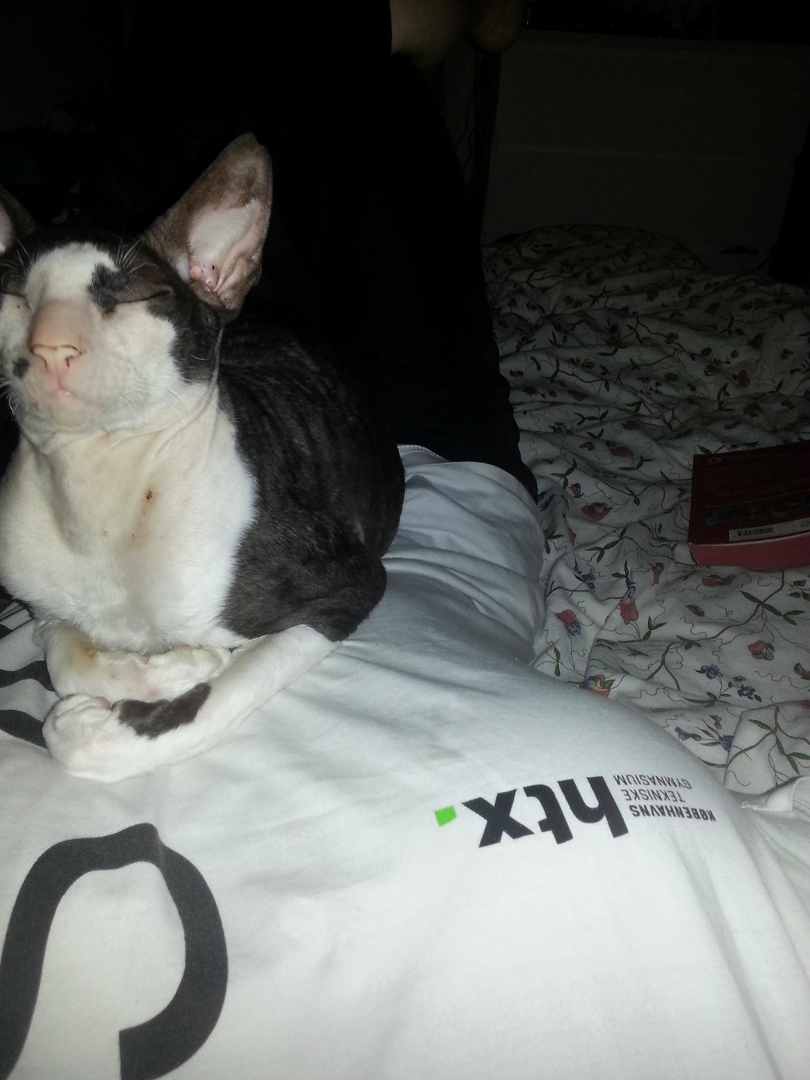 Cornish Rex DK Løveid Go for Baroque "Mew" - Et af yndlingsstederne. billede 16