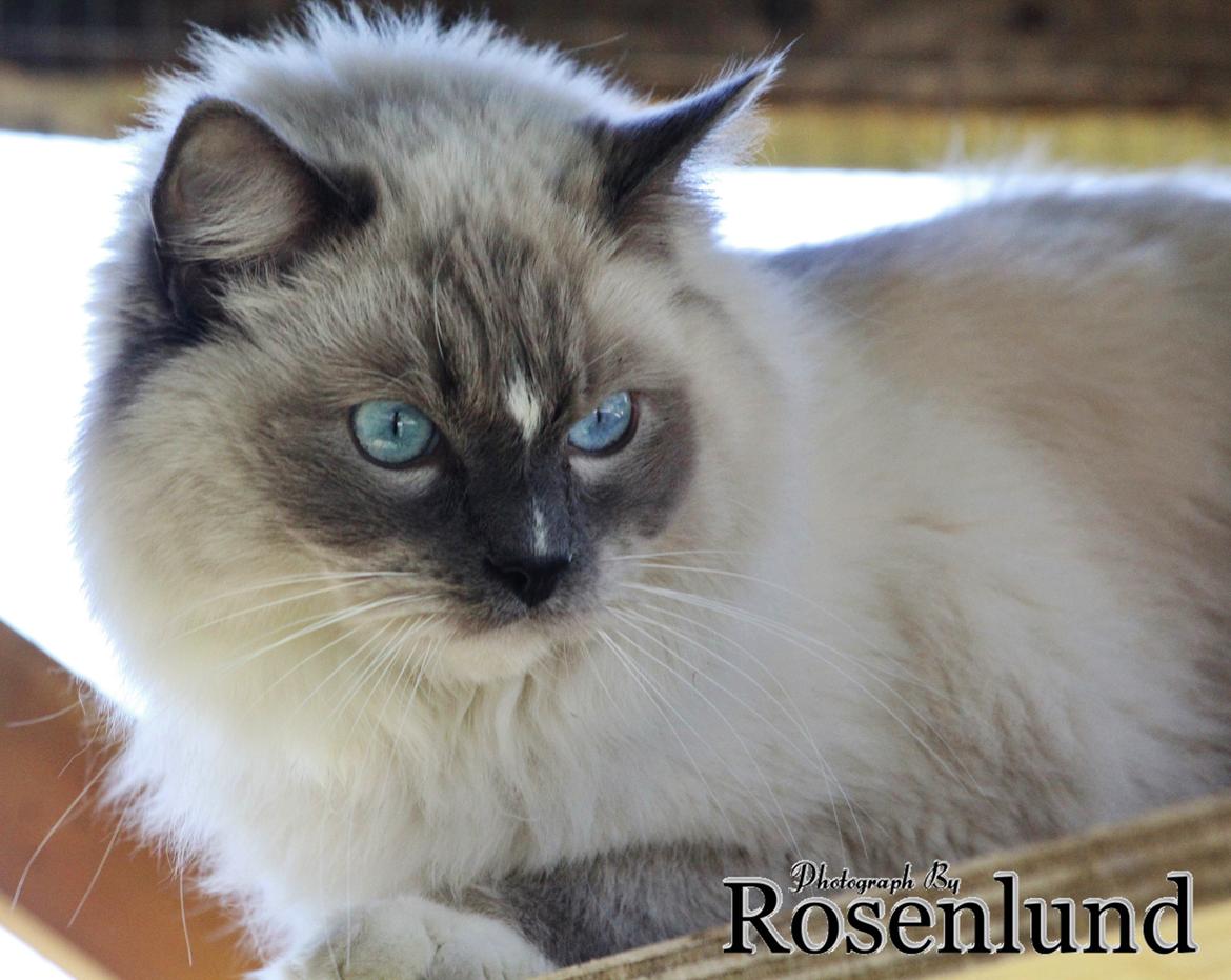 Ragdoll Arsenal bliv Grand International Premier billede 12