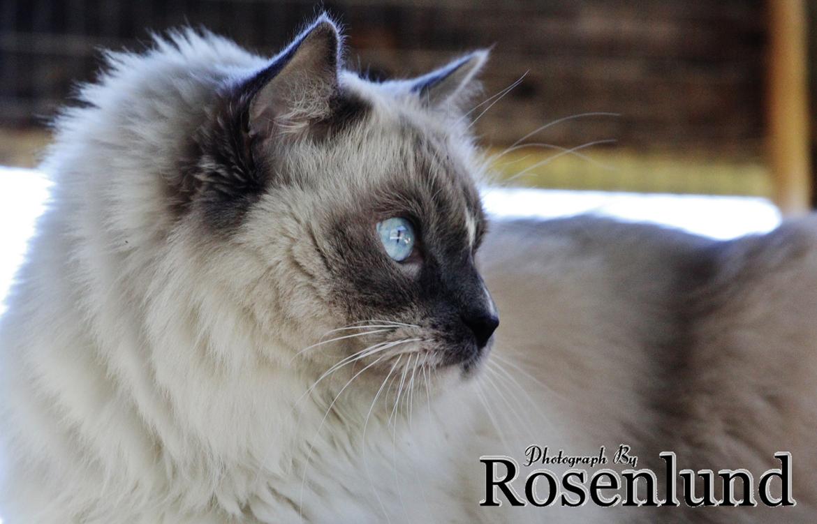 Ragdoll Arsenal bliv Grand International Premier billede 13