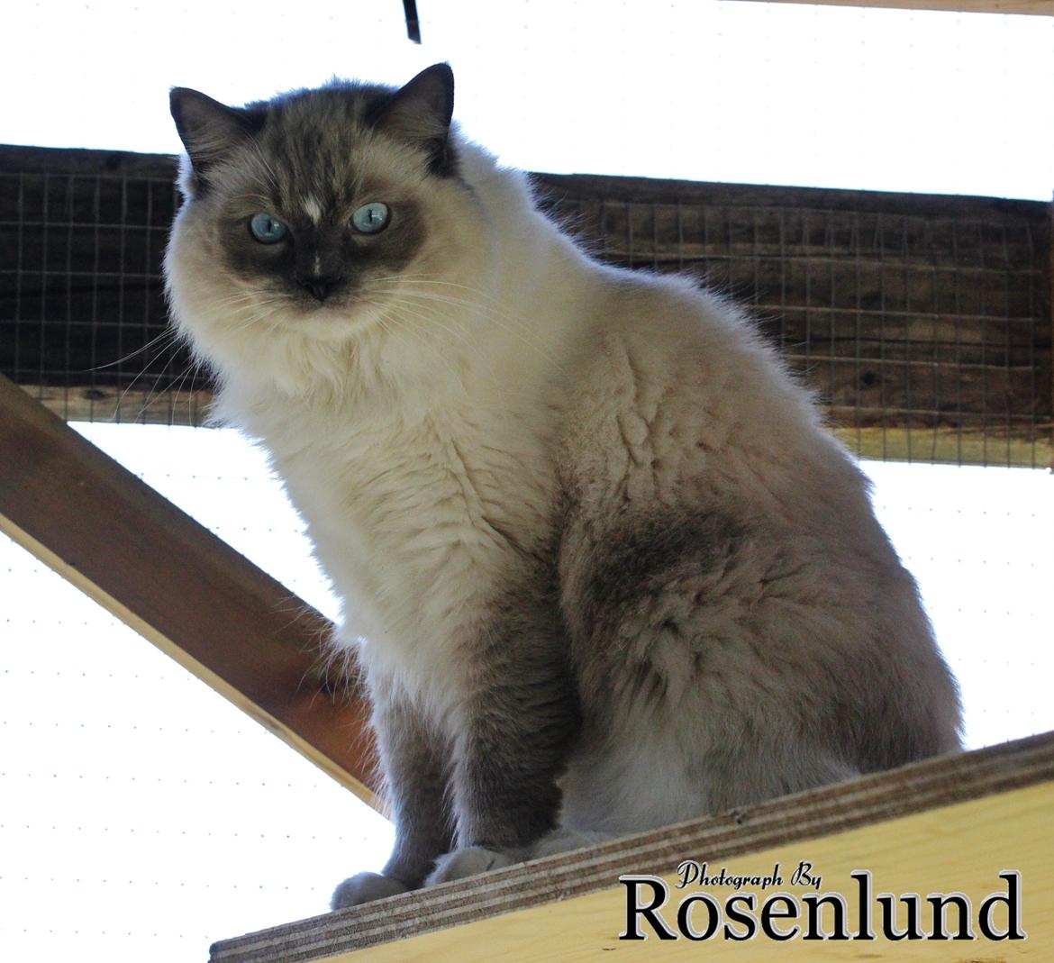 Ragdoll Arsenal bliv Grand International Premier billede 14