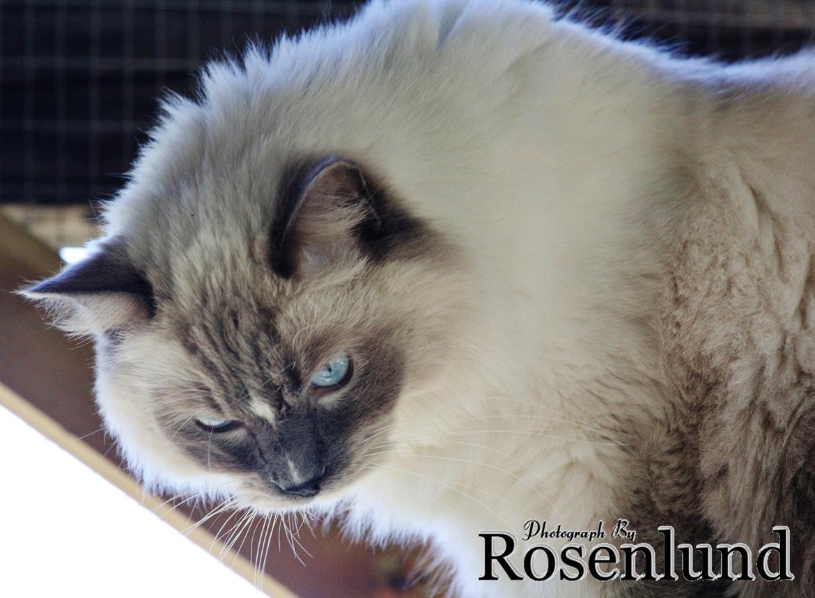 Ragdoll Arsenal bliv Grand International Premier billede 17