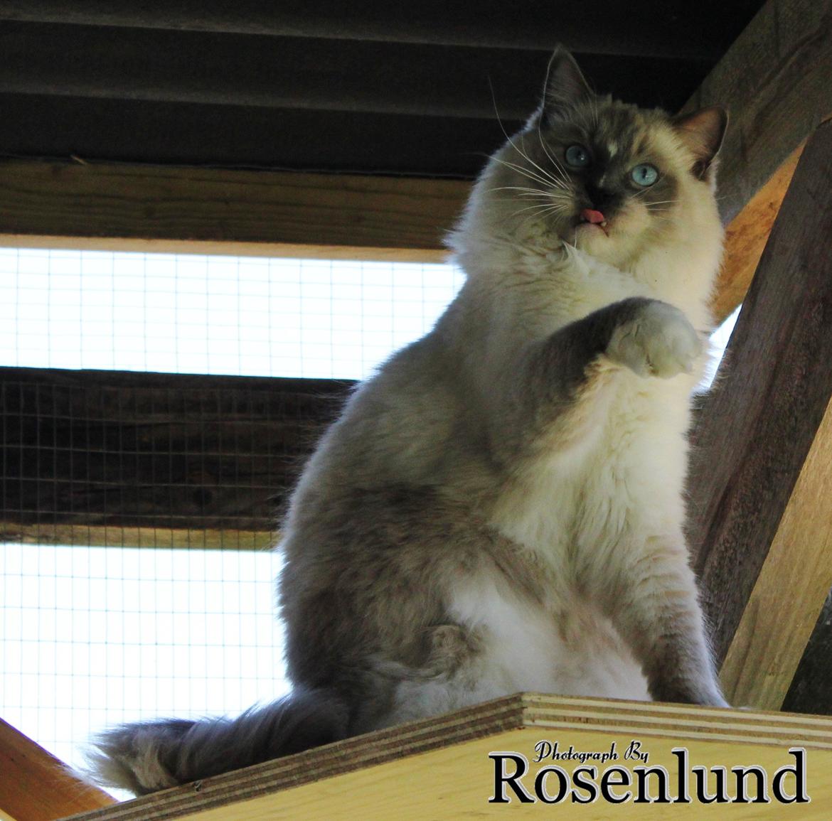 Ragdoll Arsenal bliv Grand International Premier billede 18