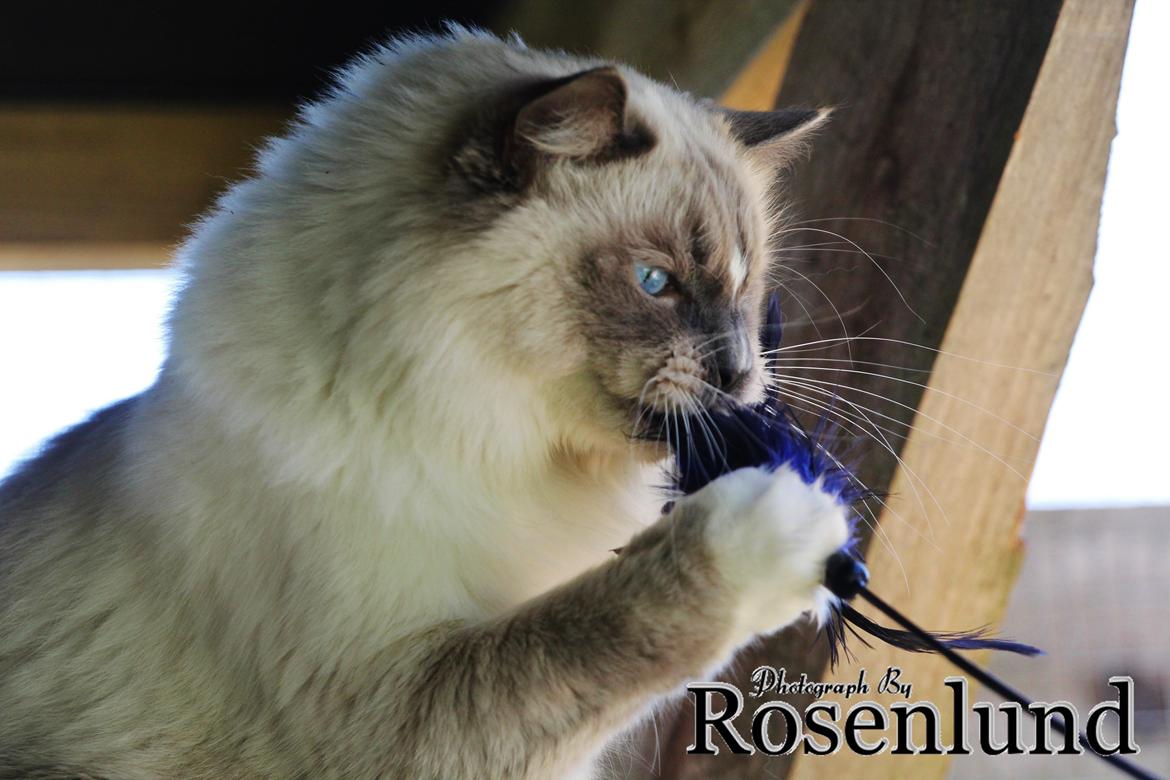 Ragdoll Arsenal bliv Grand International Premier billede 19