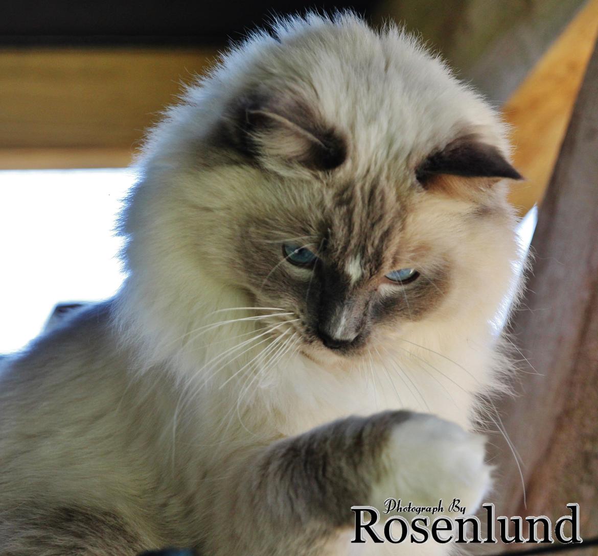 Ragdoll Arsenal bliv Grand International Premier billede 20