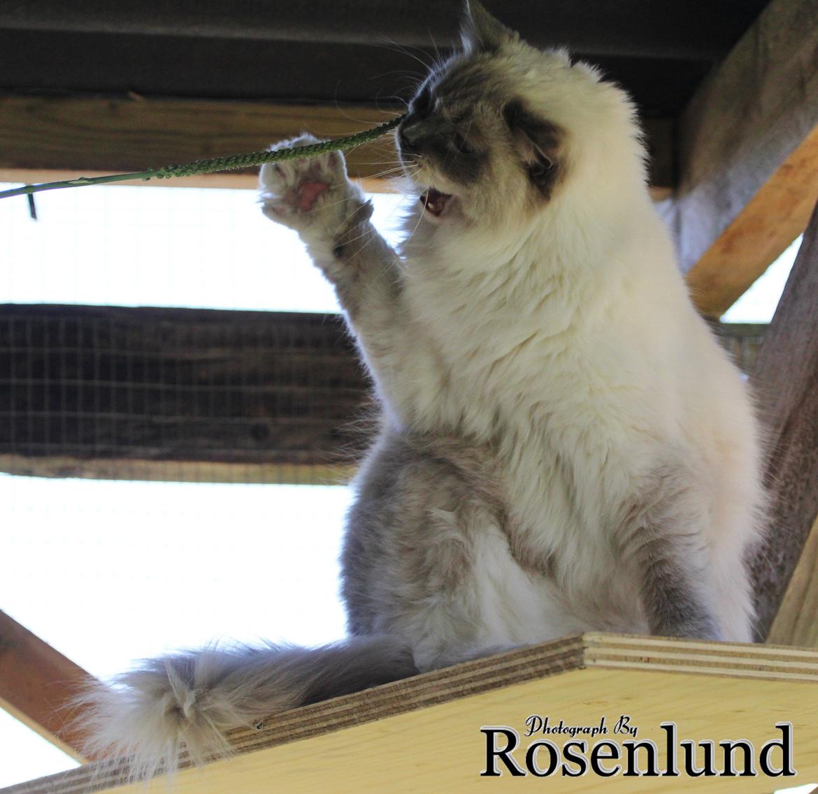 Ragdoll Arsenal bliv Grand International Premier billede 21