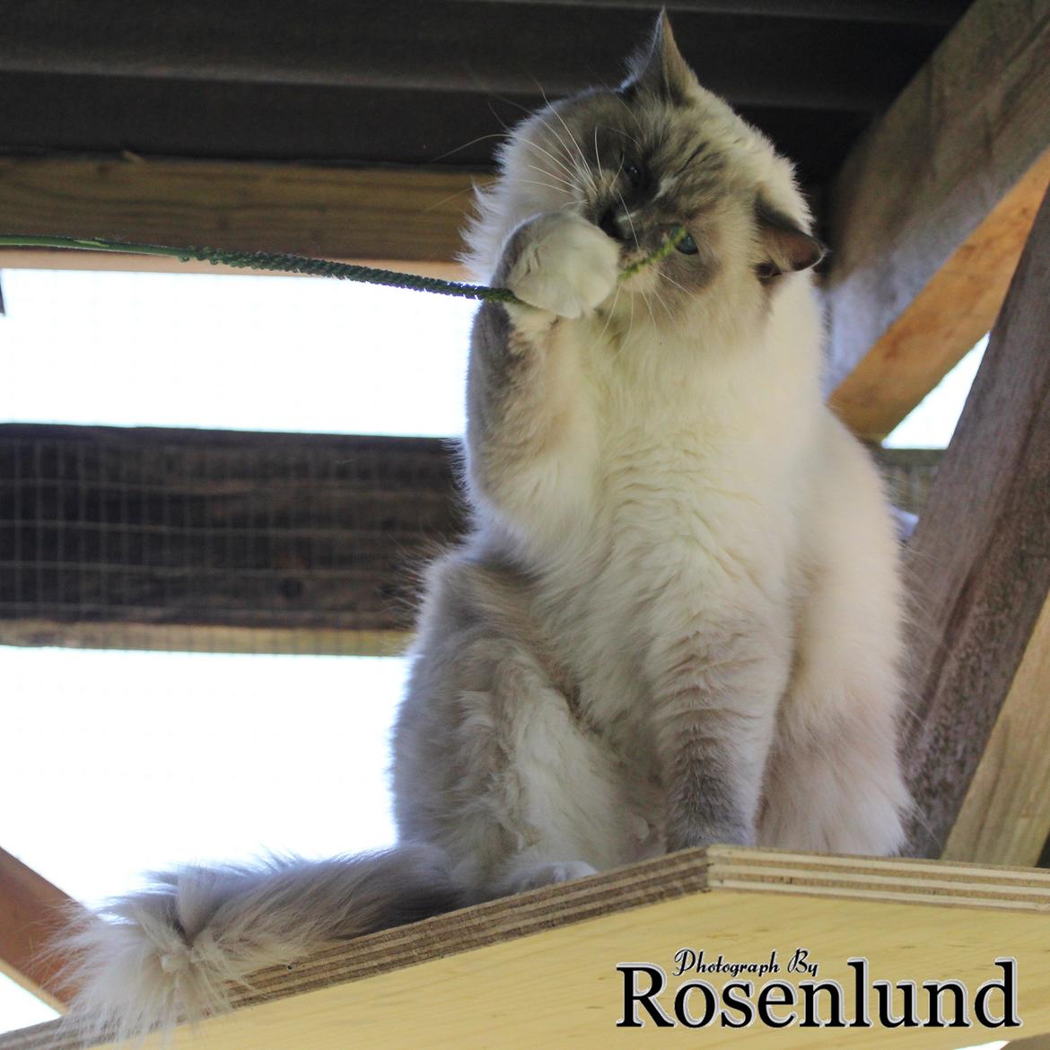 Ragdoll Arsenal bliv Grand International Premier billede 22