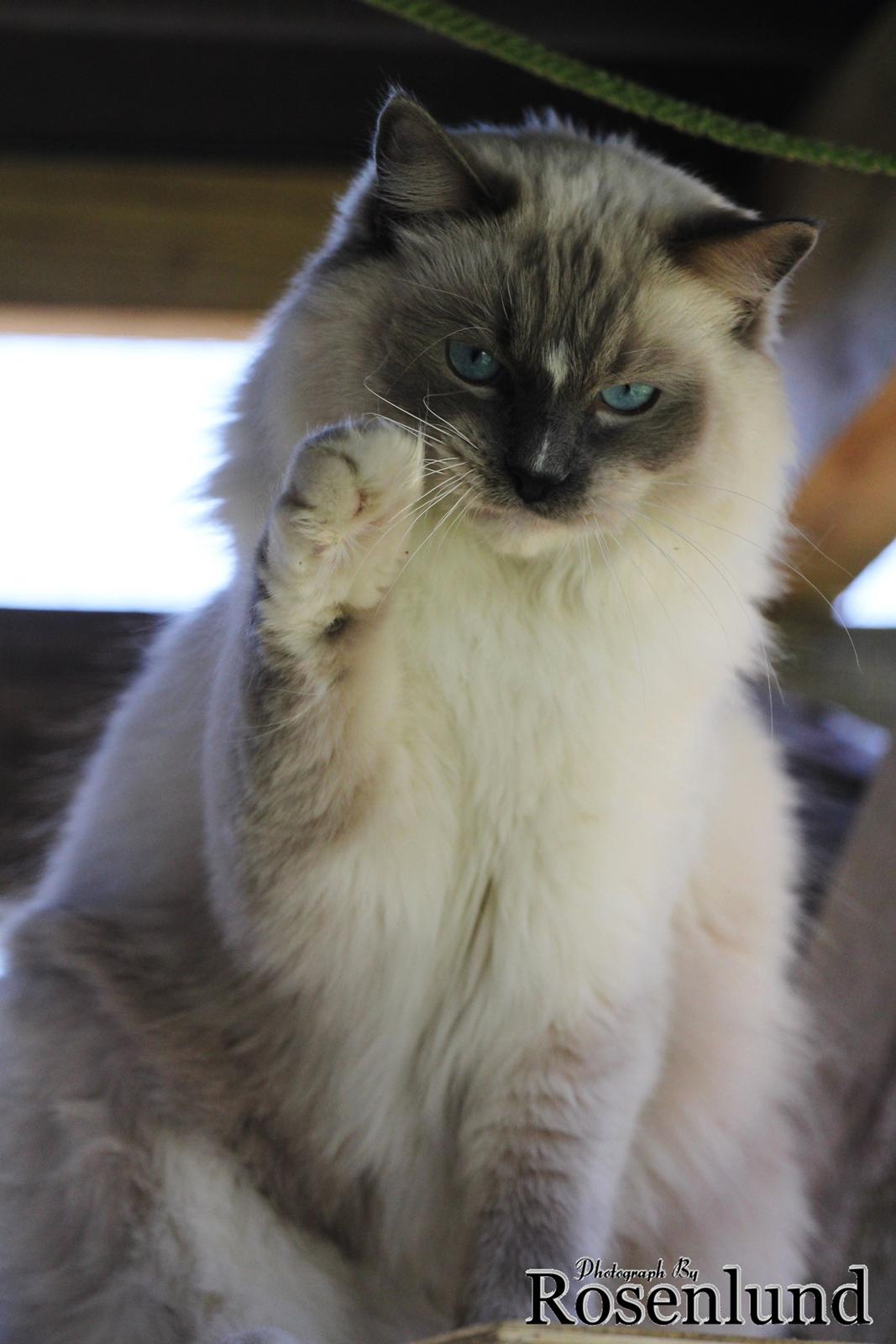 Ragdoll Arsenal bliv Grand International Premier billede 24