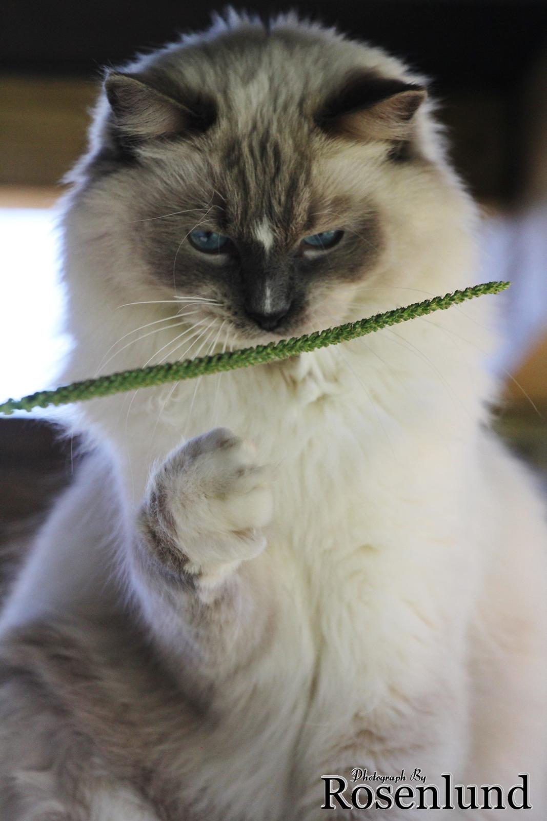 Ragdoll Arsenal bliv Grand International Premier billede 25