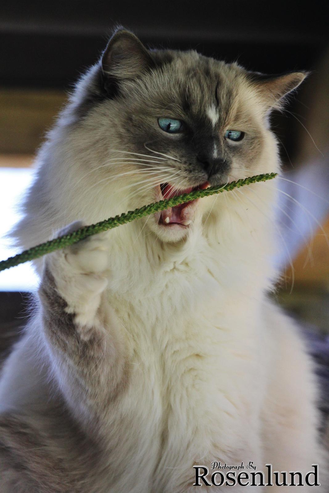 Ragdoll Arsenal bliv Grand International Premier billede 26