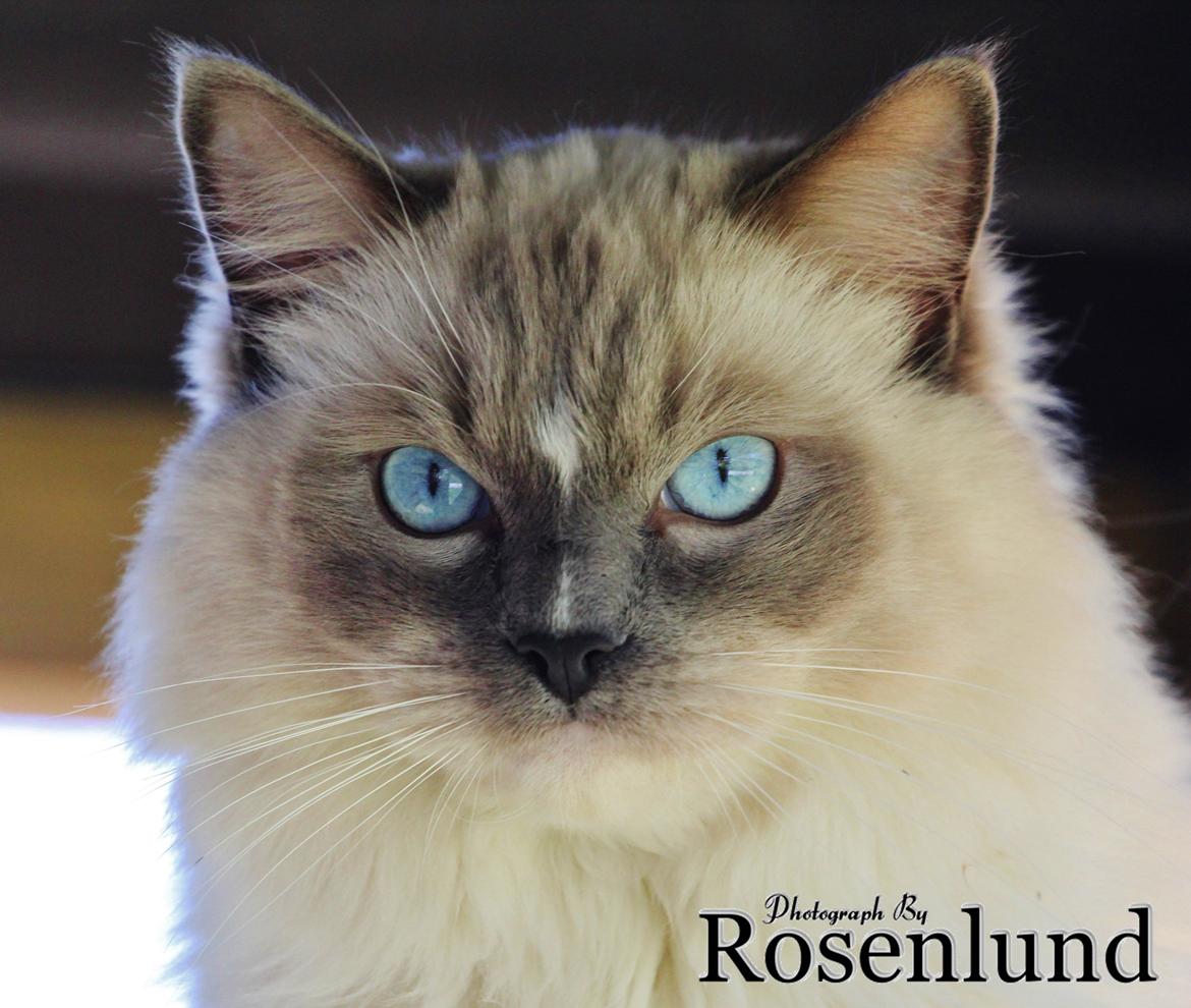 Ragdoll Arsenal bliv Grand International Premier billede 16