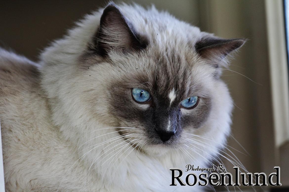 Ragdoll Arsenal bliv Grand International Premier billede 27