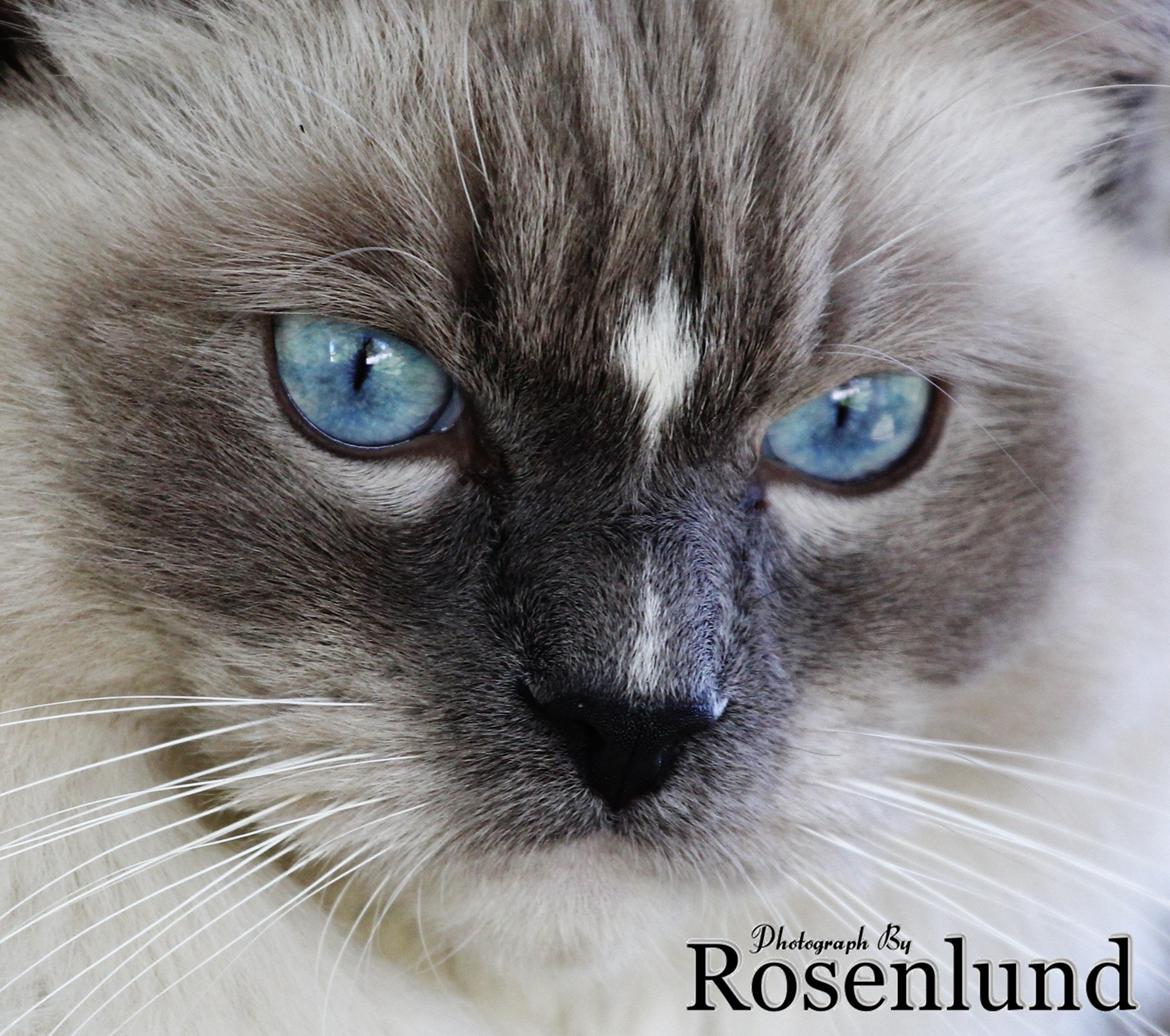 Ragdoll Arsenal bliv Grand International Premier billede 28