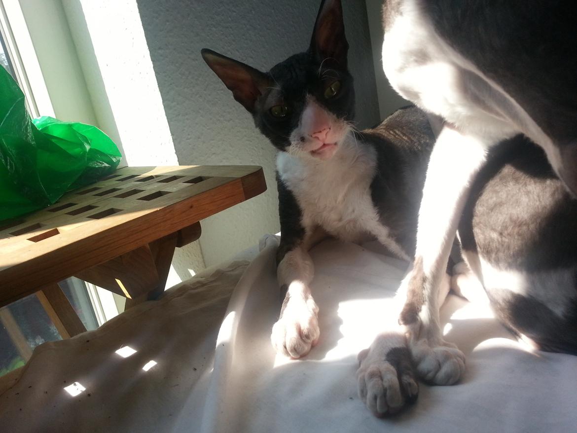 Cornish Rex Selena Light's Zodiak of Loveid - Grimme ansigter blev ofte lavet billede 2