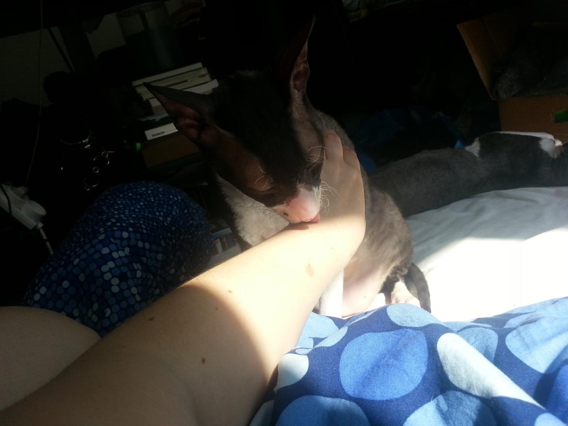 Cornish Rex Selena Light's Zodiak of Loveid - "Ad, mor. Du er snavset." billede 3