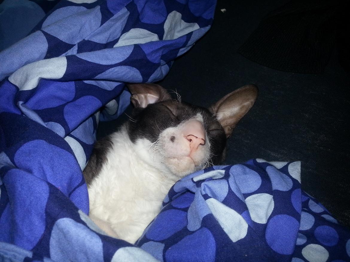 Cornish Rex Selena Light's Zodiak of Loveid billede 4