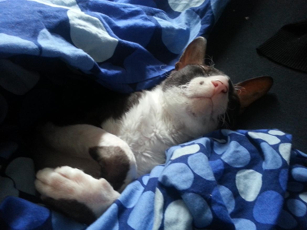 Cornish Rex Selena Light's Zodiak of Loveid billede 5