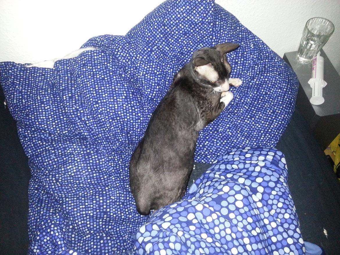 Cornish Rex Selena Light's Zodiak of Loveid - Zodi stjal ofte meget af puden. billede 6