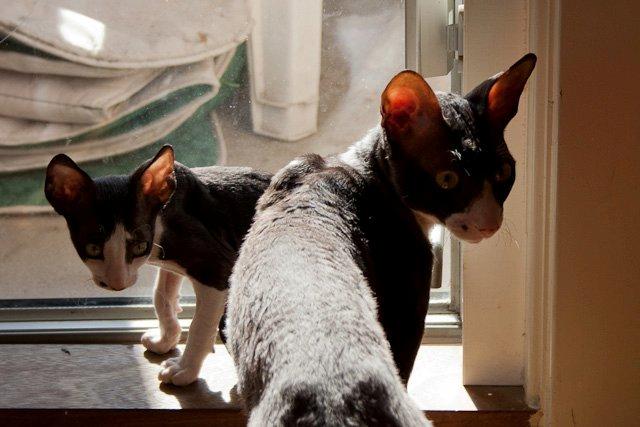 Cornish Rex Selena Light's Zodiak of Loveid - Ankomst i 2011 billede 1