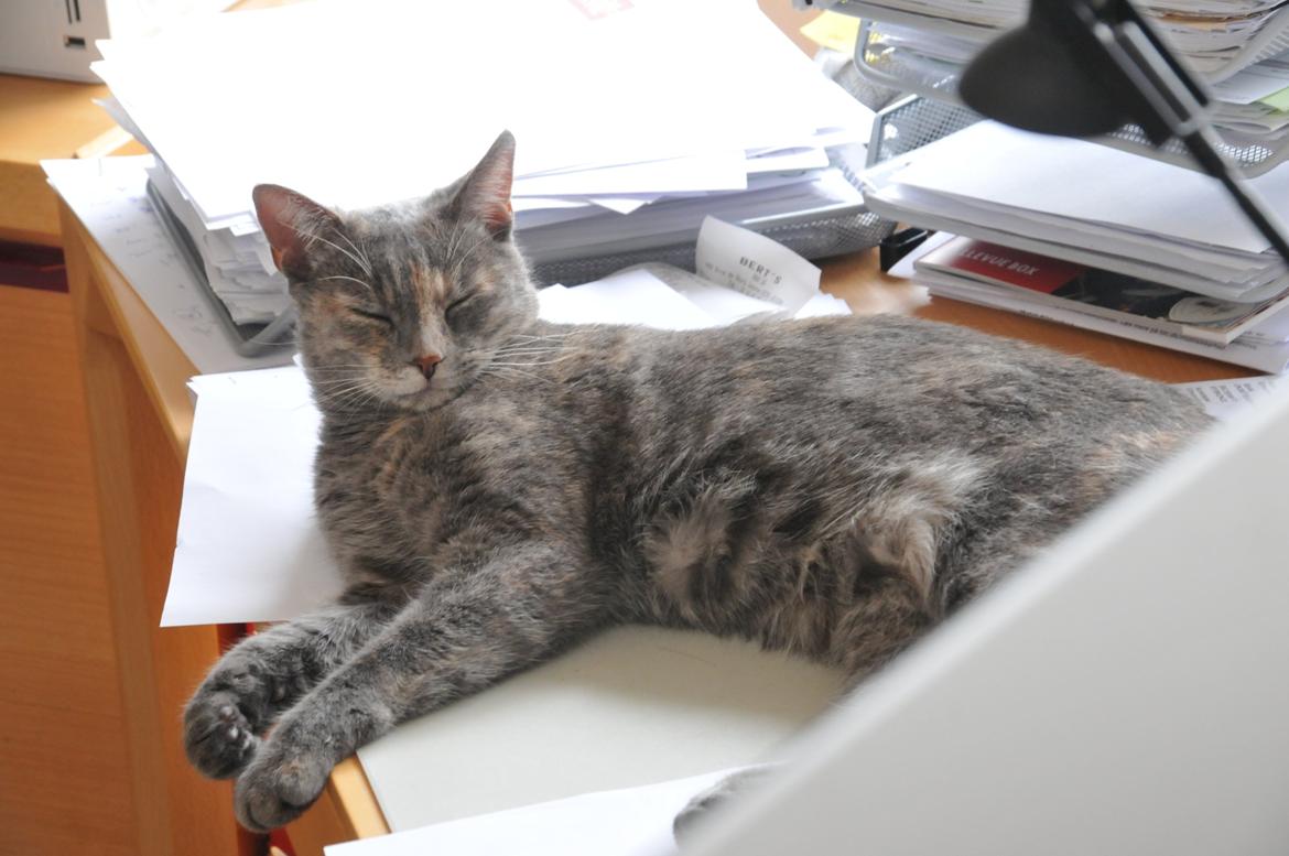 Blanding af racer Mitzi billede 34