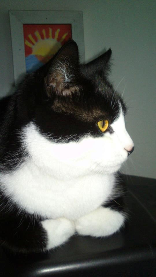 Huskat Tøsen - Lille pigen vokser og vokser :)  billede 12