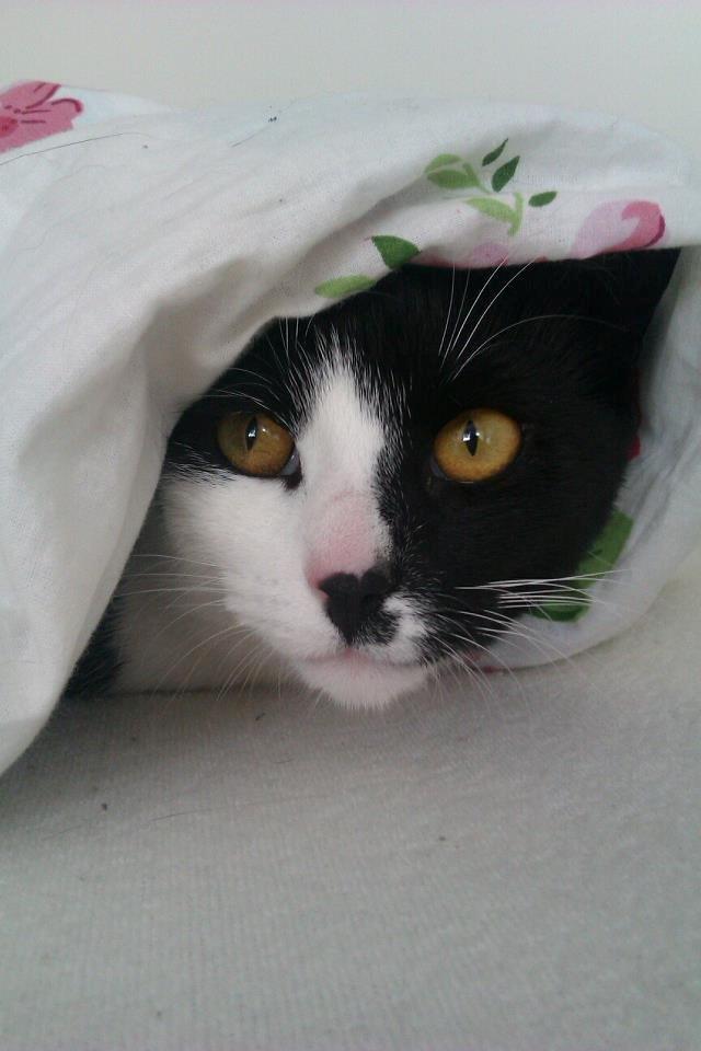 Huskat Tøsen - Bøh ! Og velkommen :)  billede 1