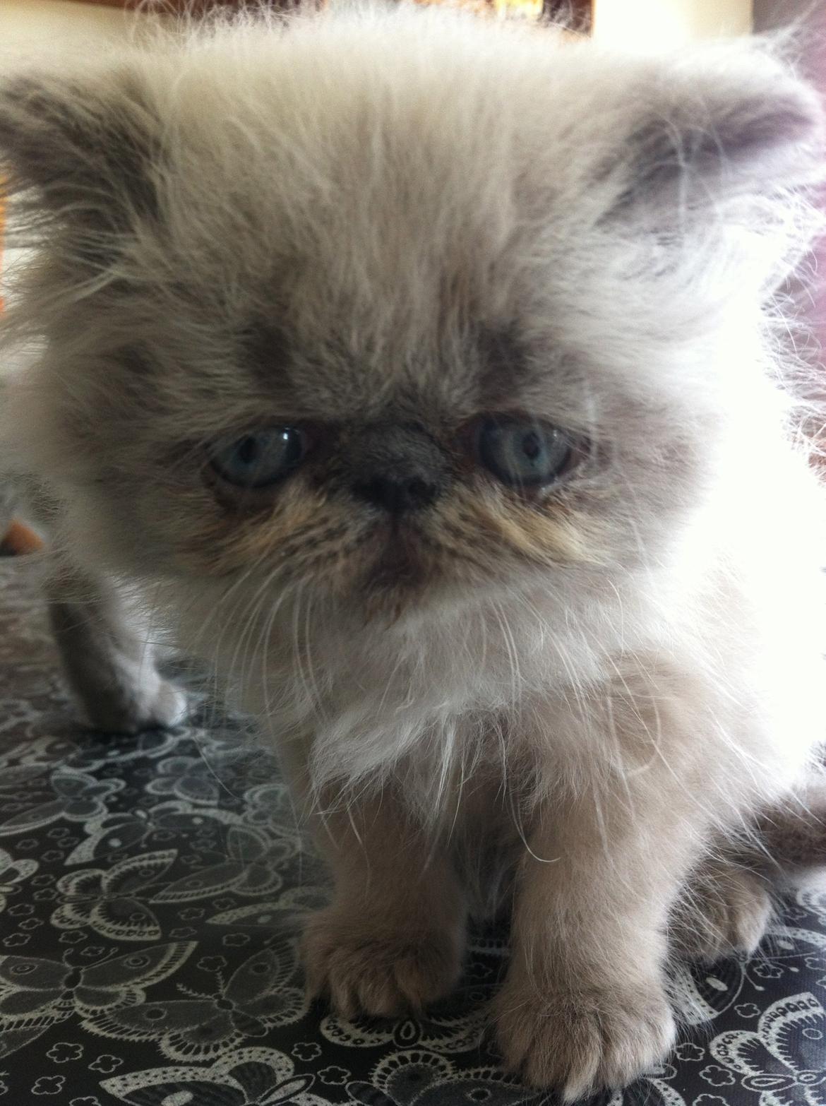 Colorpoint DK White Secret Cisco billede 4