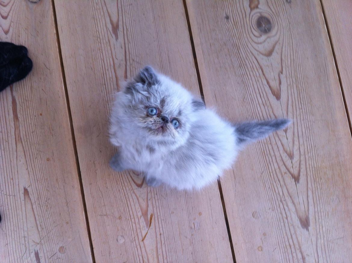 Colorpoint DK White Secret Cisco - Cisco 7 uger billede 5