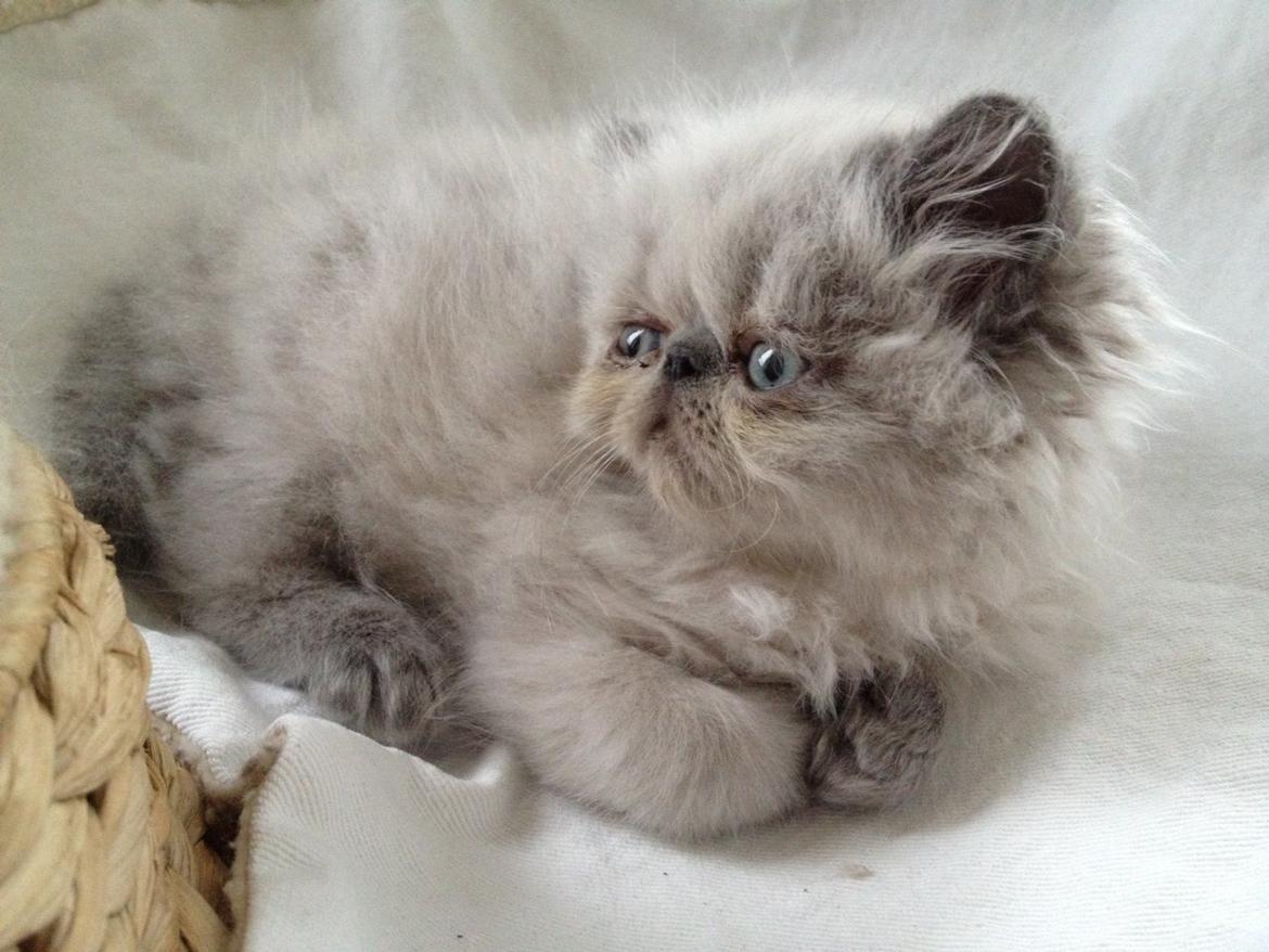 Colorpoint DK White Secret Cisco - Cisco 8 uger billede 3