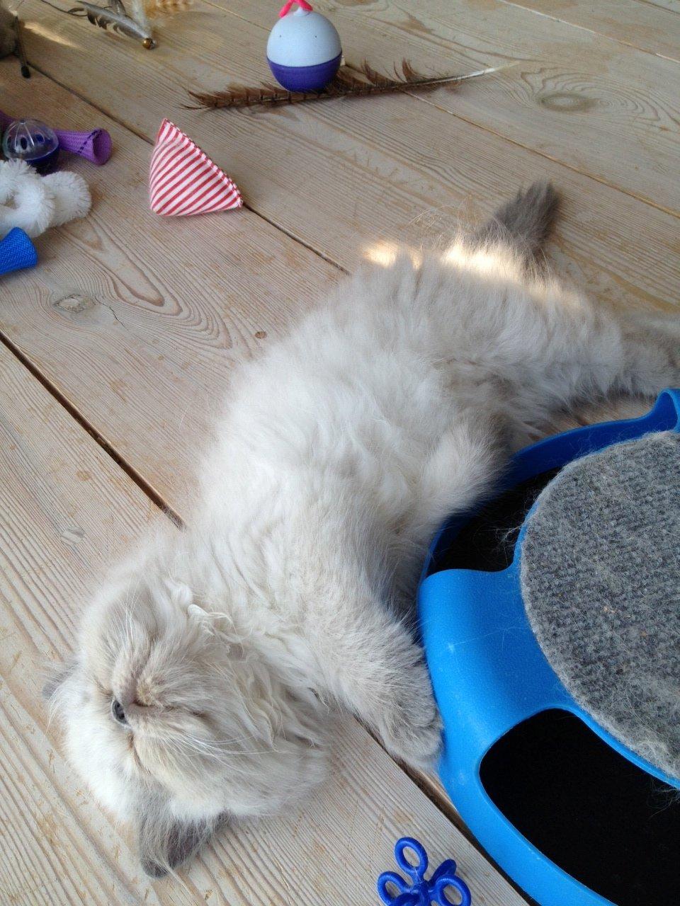 Colorpoint DK White Secret Cisco - Cisco 12 uger billede 6