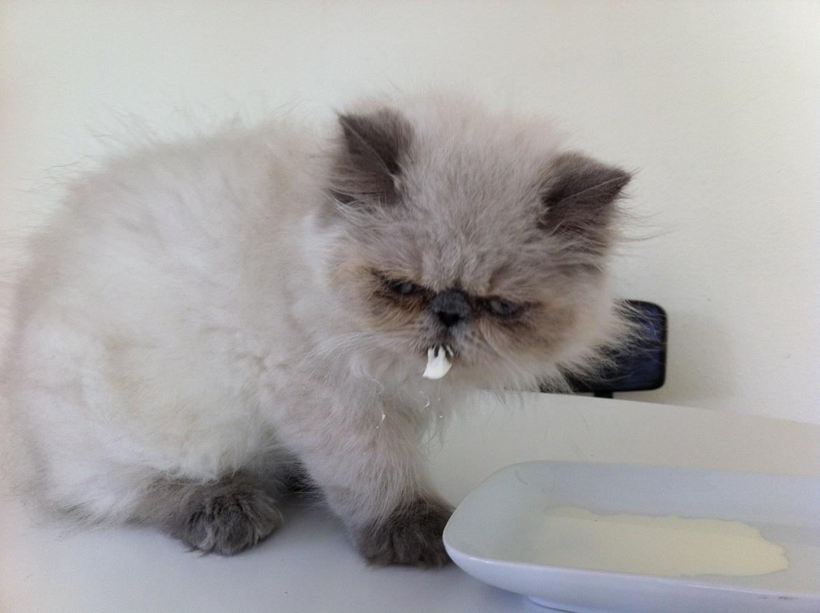 Colorpoint DK White Secret Cisco - Cisco 15 uger billede 8