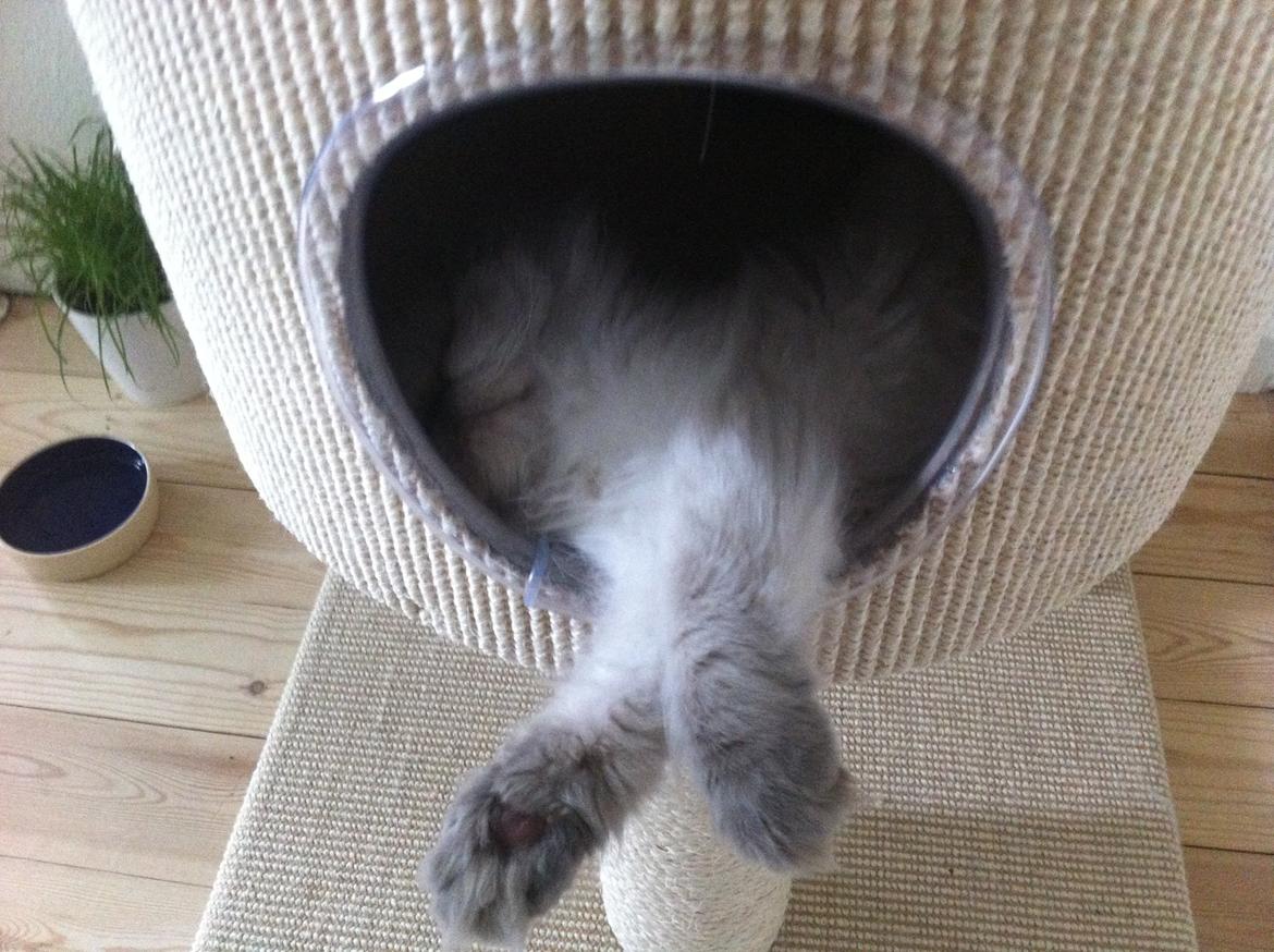 Colorpoint DK White Secret Cisco billede 10