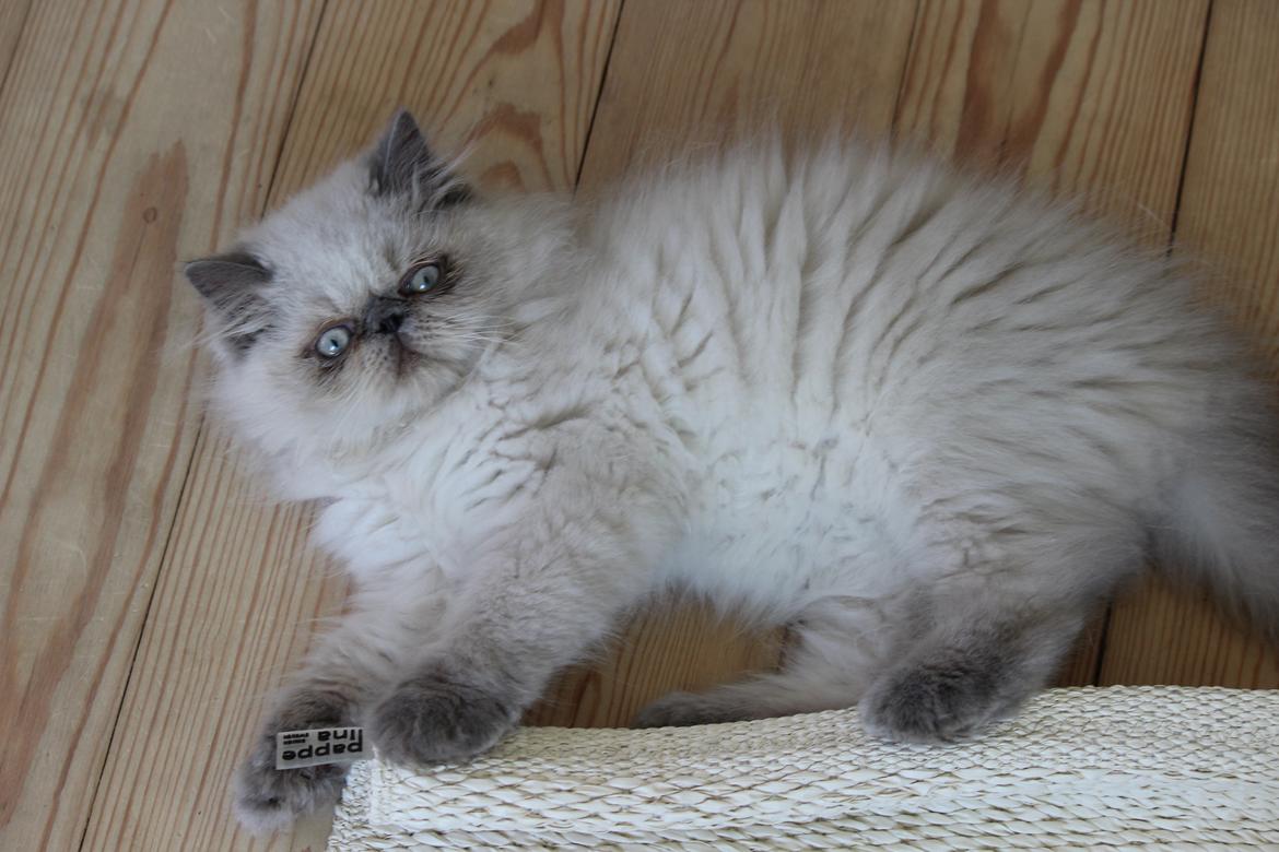 Colorpoint DK White Secret Cisco billede 11