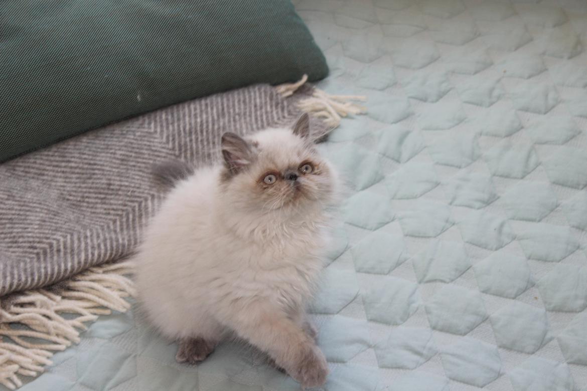 Colorpoint DK White Secret Cisco billede 12