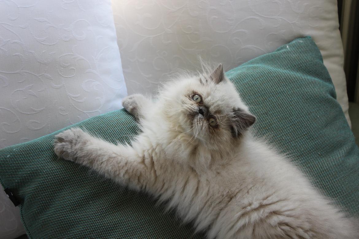 Colorpoint DK White Secret Cisco billede 13