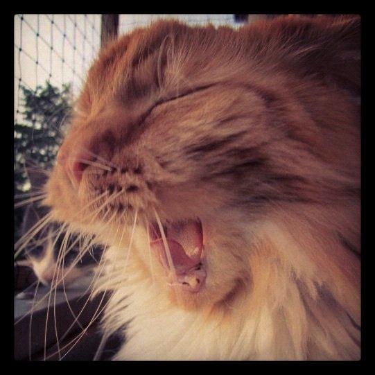 Blanding af racer Franz billede 9