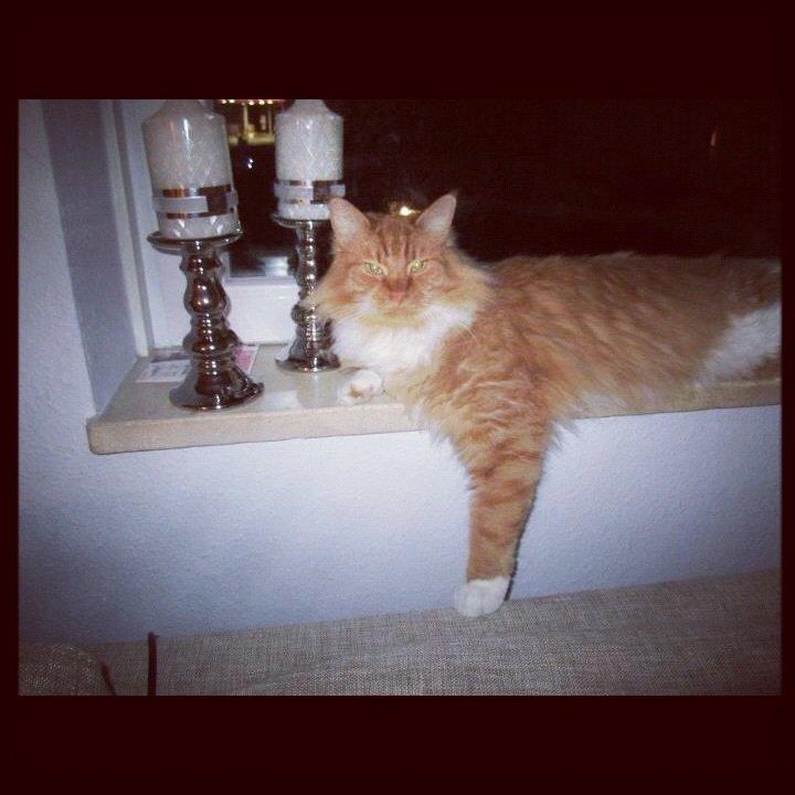 Blanding af racer Franz billede 10