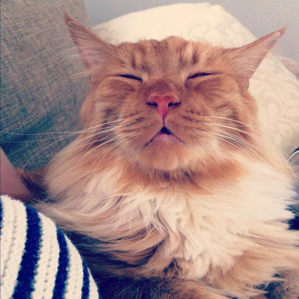 Blanding af racer Franz billede 11