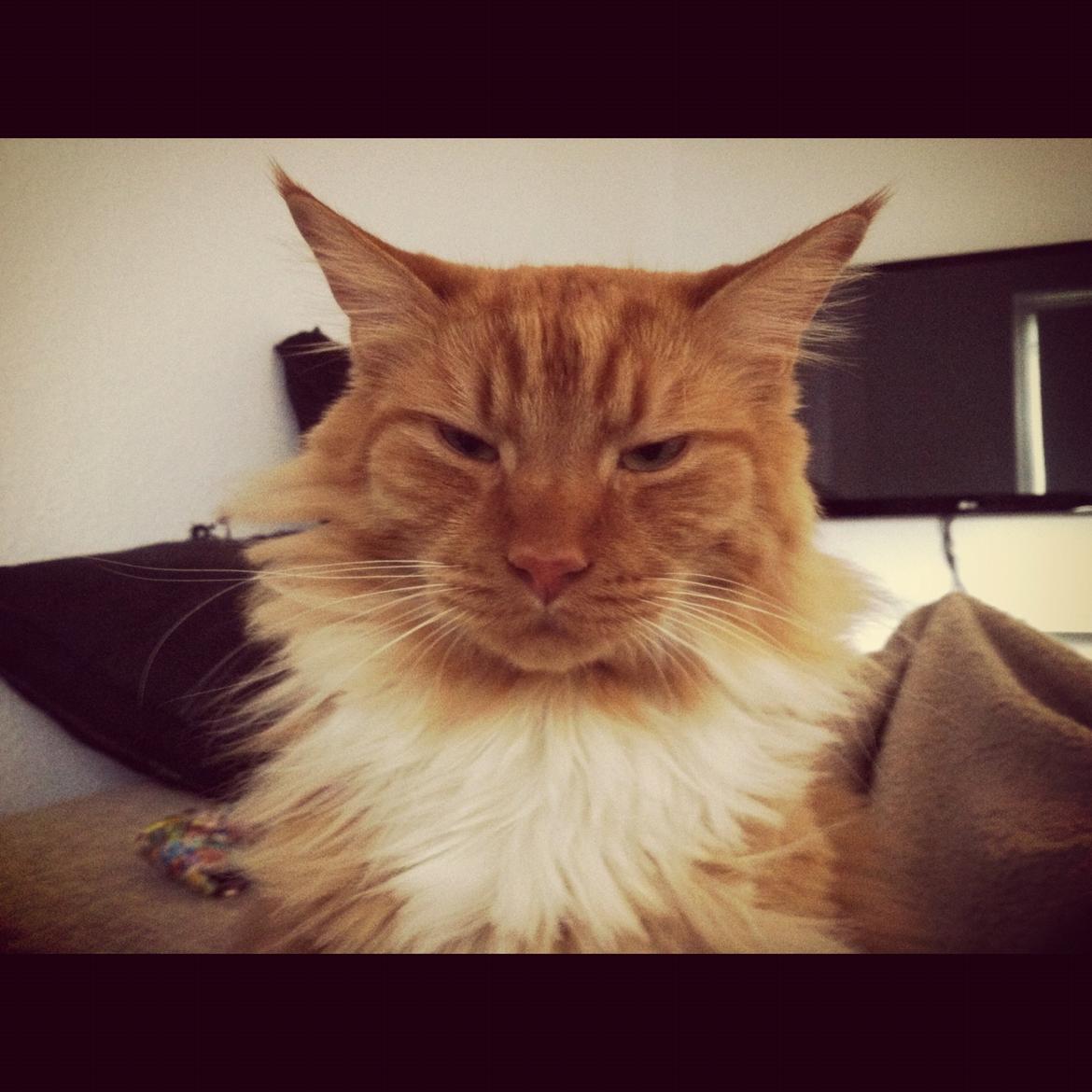 Blanding af racer Franz billede 12