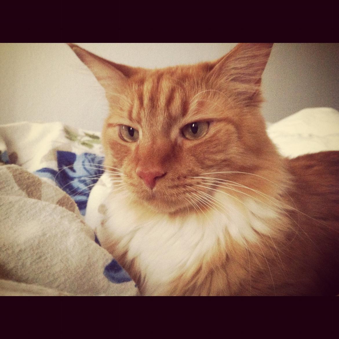 Blanding af racer Franz billede 13