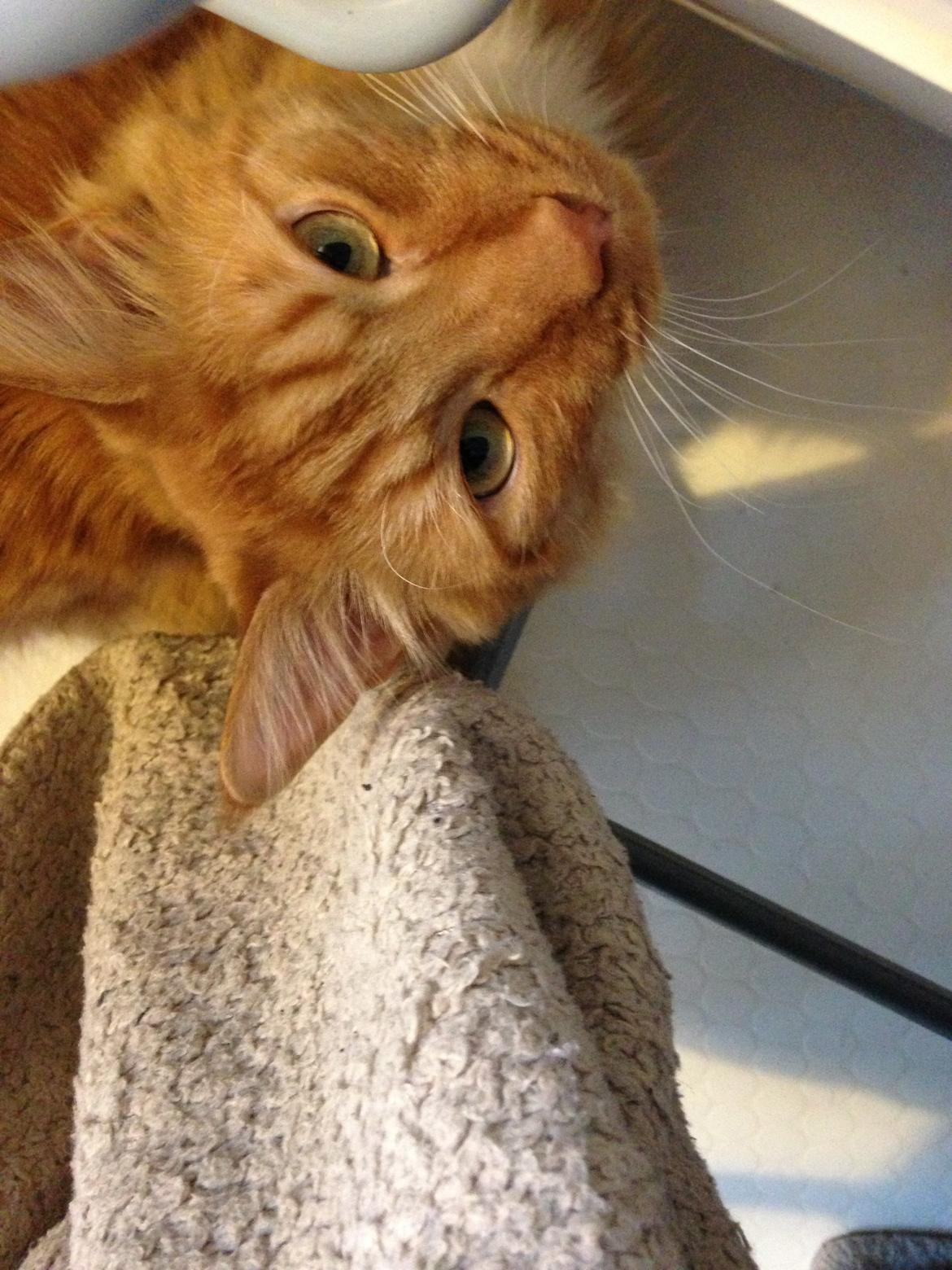 Blanding af racer Franz billede 14