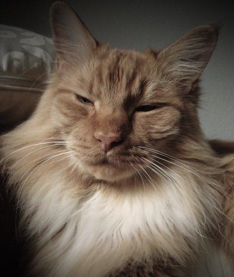 Blanding af racer Franz billede 15