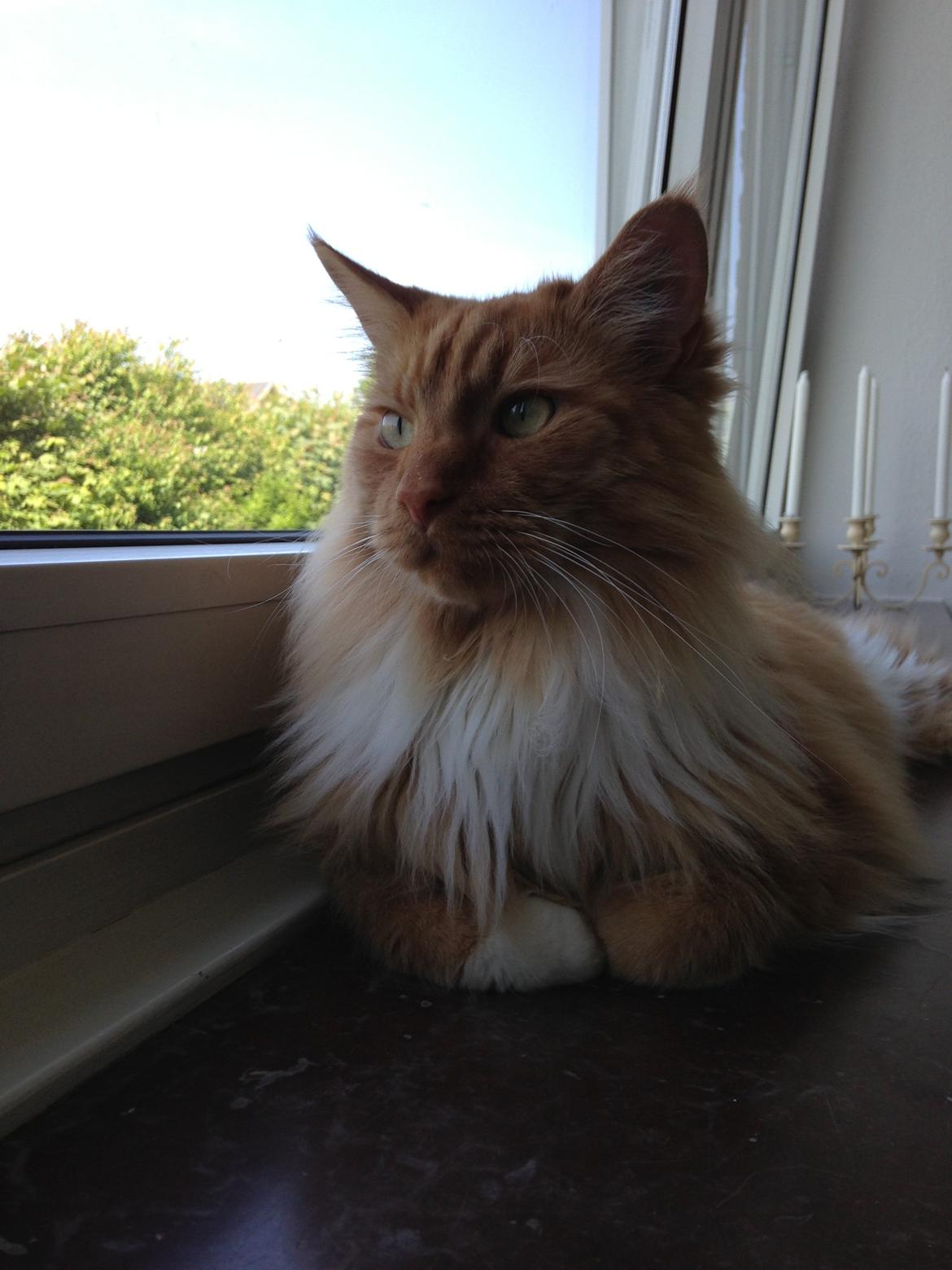 Blanding af racer Franz billede 16