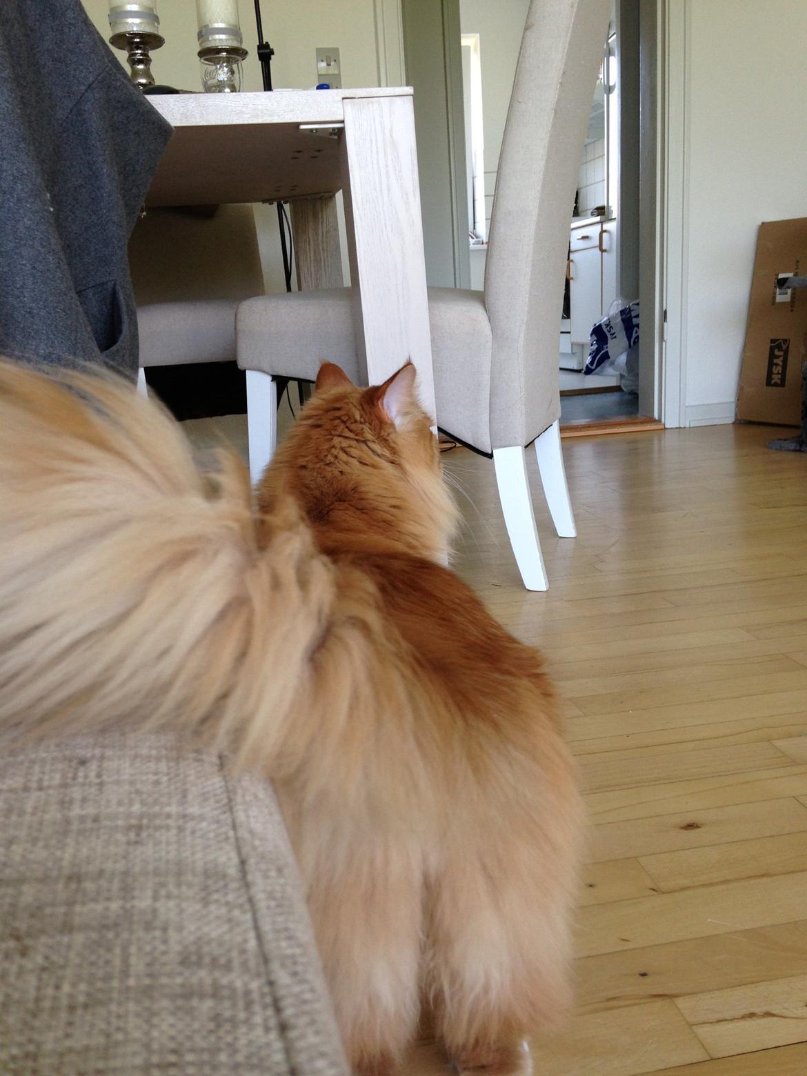 Blanding af racer Franz billede 17