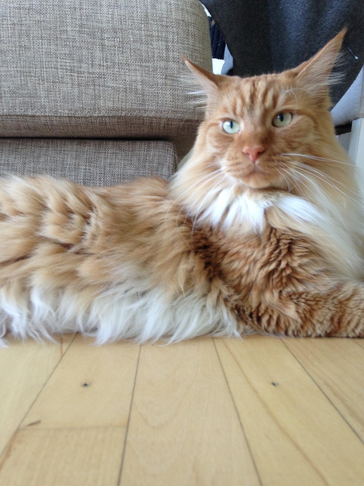 Blanding af racer Franz billede 18