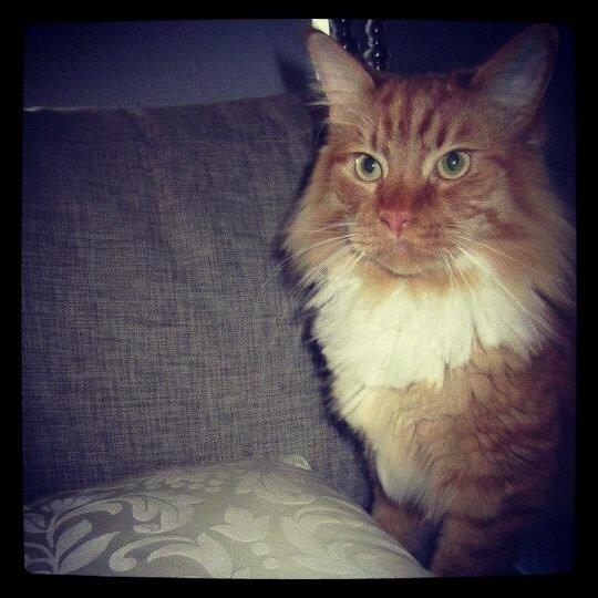 Blanding af racer Franz billede 19