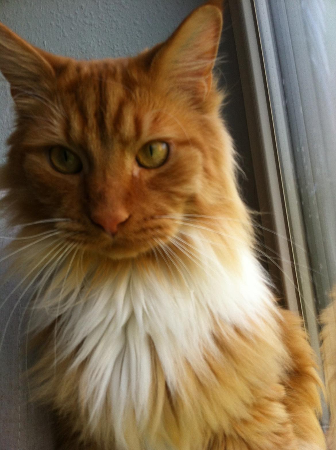 Blanding af racer Franz billede 20