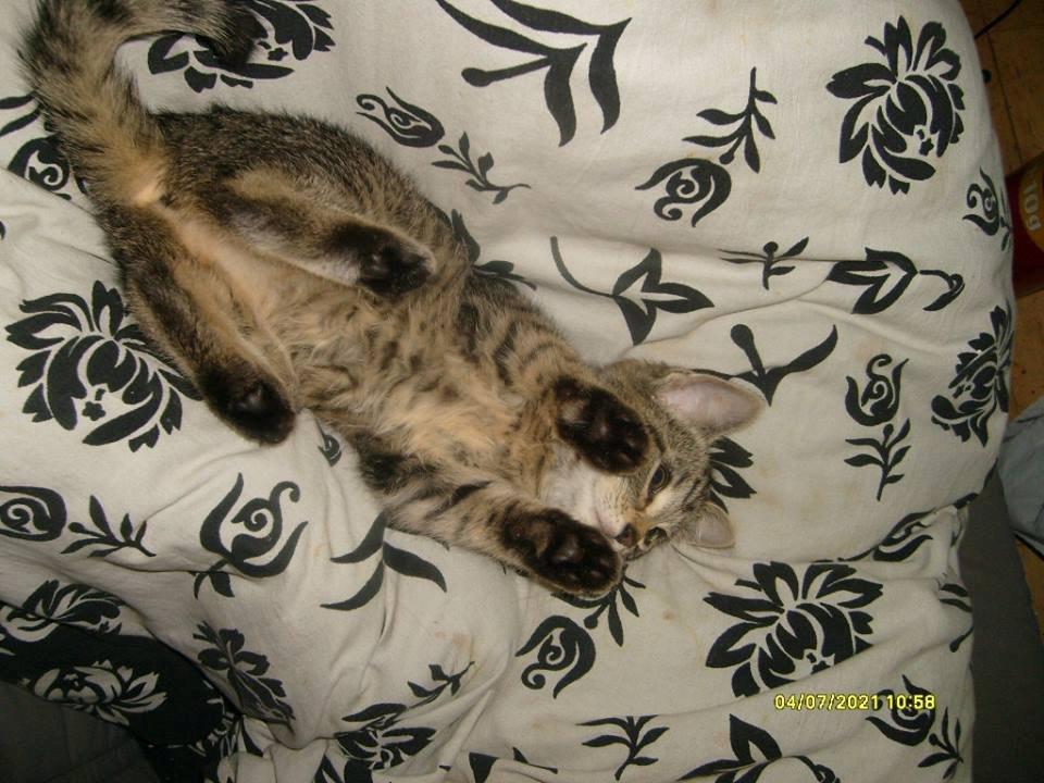 Huskat Prinsse luna( daglig tale fifi) billede 1